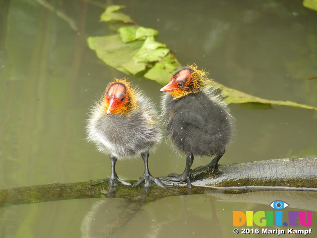 FZ030170 Coot chicks standing on branch (Fulica atra)